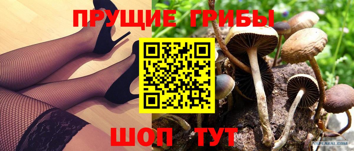 Псилоцибиновые грибы Cubensis Коммунар